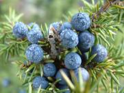 juniper berries